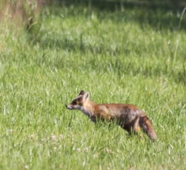Den unga räven, ännu inte medveten om vuxenlivets faror jagar obekymrat helt nära-
