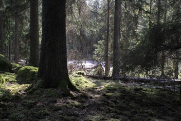 Bild från Lugnets naturreservat