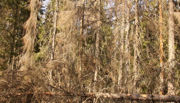 Bild på skog drabbad av granbarkborre