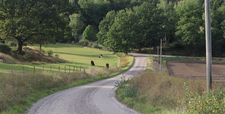 En slingrande grusväg med kor som betar på sidan av vägen. Skog med lövträd skymtar i bakgrunden. 