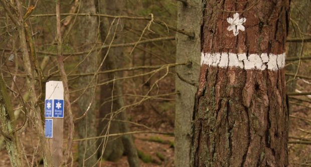 Bild på markering på trädstamm