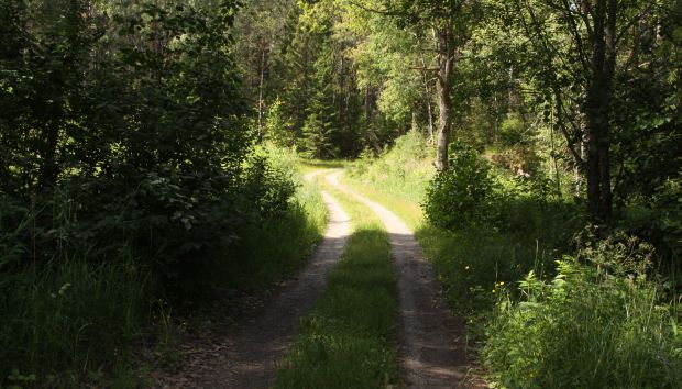 Bild på skogsväg