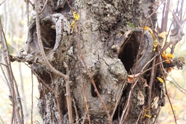 Det gamla frukträdet vid Grindsugan kan även i dagsljus se kusligt ut