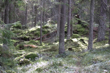 Lomsjöskogen orörd skog