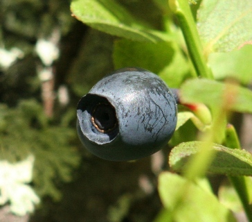 Under blåbärets vaxhinna skymtar det svartblå bäret