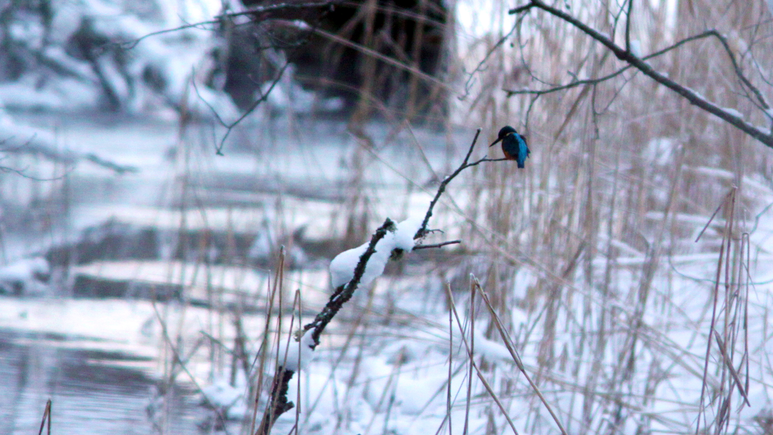 Fågel sitter på trädkvist i vinterlandskap.