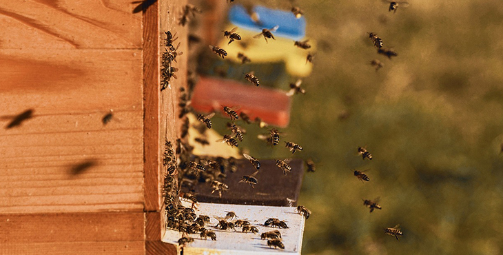 honungsbin som flyger framför en bikupa