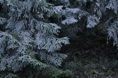 Under de frostnupna grangrenarna kan man lätt föreställa sig att en liten homsa tittar fram