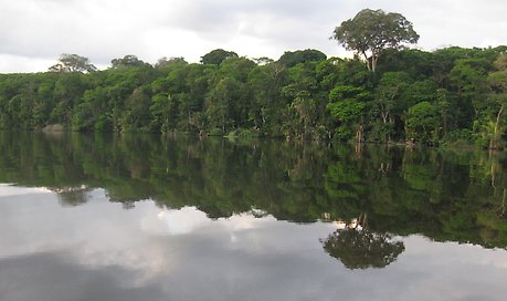Bild på regnsskog